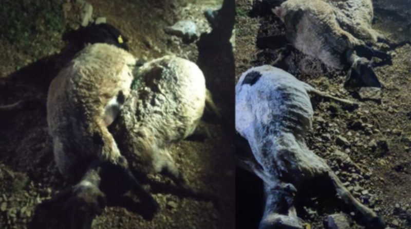 Yıldırım düştü çoban yaralandı, 63 koyun telef oldu