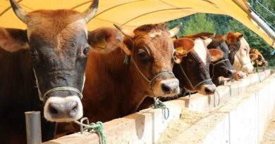 Zincir marketlerde kurbanlık satışı başlıyor