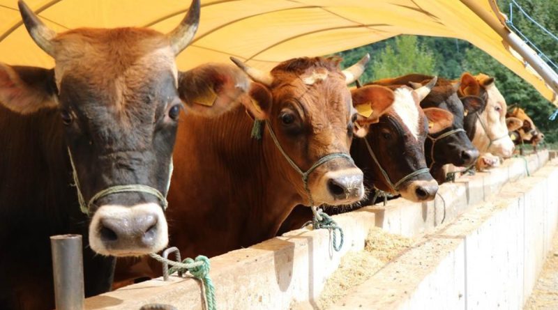 Zincir marketlerde kurbanlık satışı başlıyor