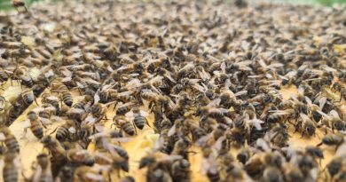 'Bingöl bal arısı' ile hem arı ölümlerinin önüne geçilecek hem de kalite artacak