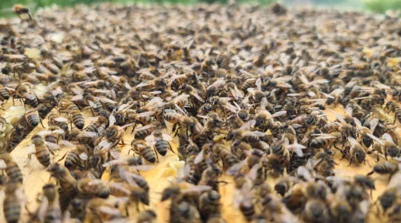 'Bingöl bal arısı' ile hem arı ölümlerinin önüne geçilecek hem de kalite artacak