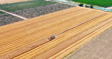 Bir zamanların pamuk diyarı artık tropik meyvelerle anılıyor