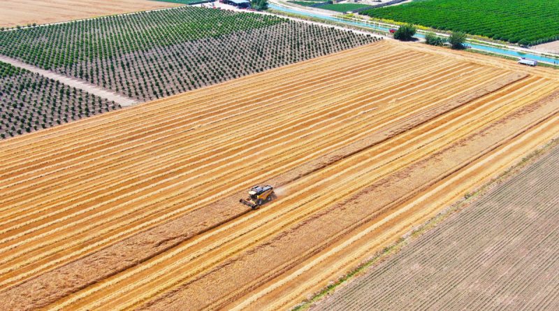 Bir zamanların pamuk diyarı artık tropik meyvelerle anılıyor