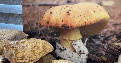 Bolu’da mantardan zehirlenen 3 kişi hastaneye kaldırıldı