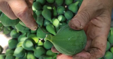 Bu incirler yenmiyor, asılıyor