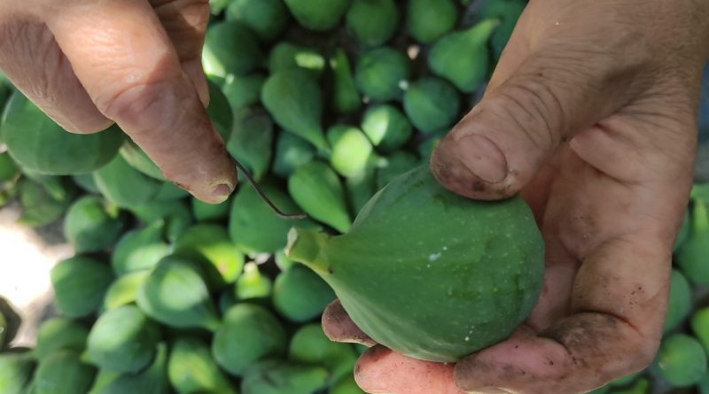 Bu incirler yenmiyor, asılıyor