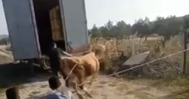 Bursa'da öfkeli boğayı zor zapt ettiler