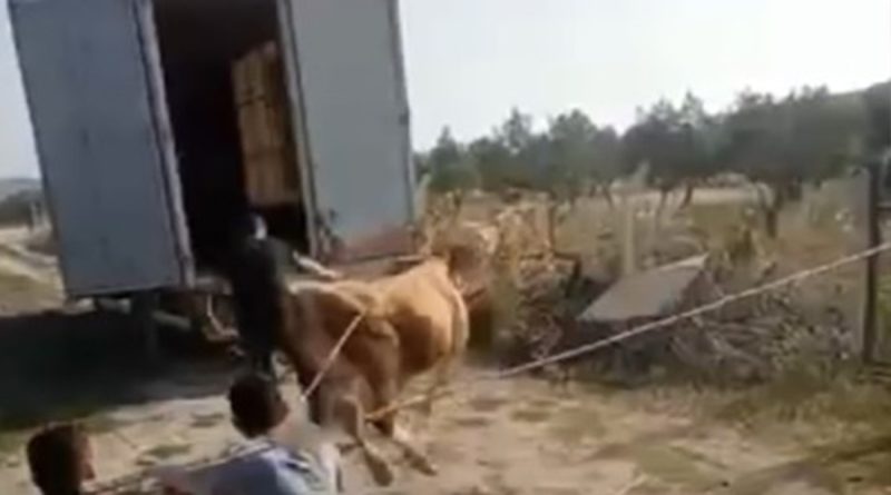 Bursa'da öfkeli boğayı zor zapt ettiler