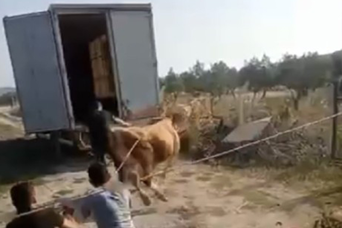 Bursa'da öfkeli boğayı zor zapt ettiler