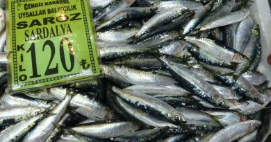 Çanakkale’de sardalyanın kilosu 120 lira oldu