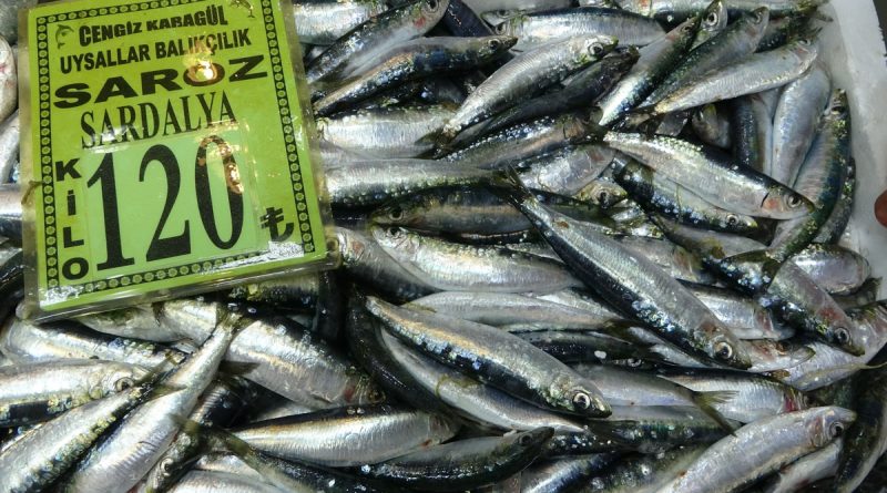 Çanakkale’de sardalyanın kilosu 120 lira oldu