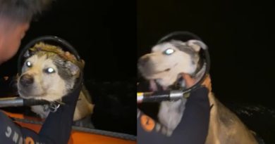 Denizde mahsur kalan köpeğe itfaiyeden kurtarma operasyonu