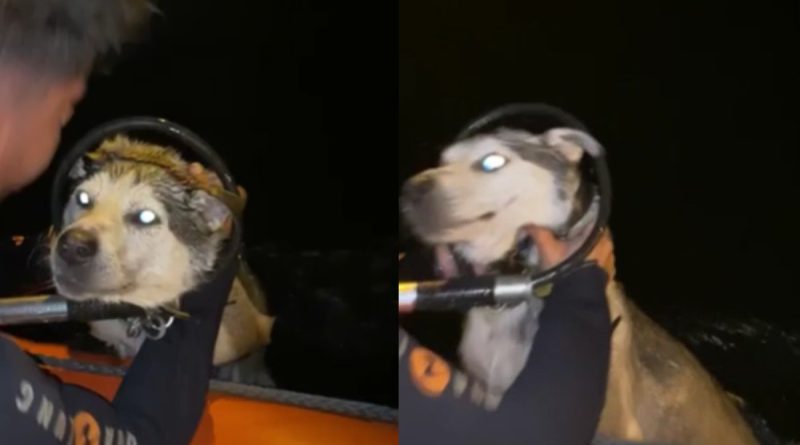 Denizde mahsur kalan köpeğe itfaiyeden kurtarma operasyonu