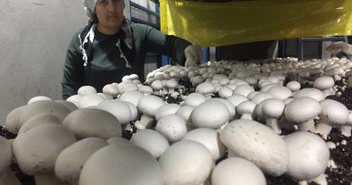 Evinin ardiyesinde mantar üretiyor siparişlere yetişemiyor