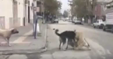 Gaziantep’te köpeklerin saldırdığı 1 kişi öldü