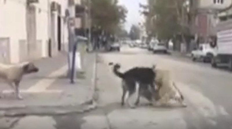 Gaziantep’te köpeklerin saldırdığı 1 kişi öldü