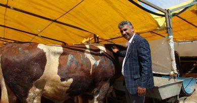 Göle TİGEM, İstanbul'a bin büyükbaş kurbanlık getirdi