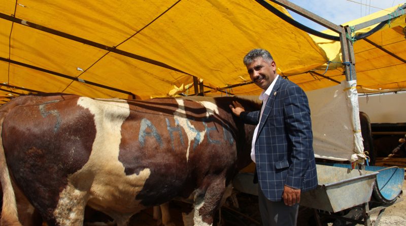 Göle TİGEM, İstanbul'a bin büyükbaş kurbanlık getirdi