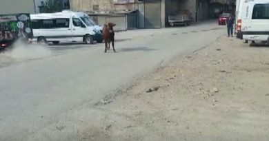 Kaçan danayı kurban yakalama timi yakaladı