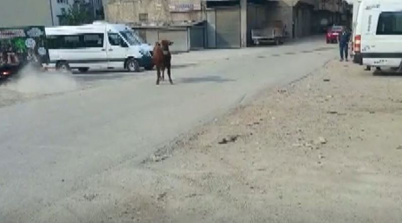 Kaçan danayı kurban yakalama timi yakaladı