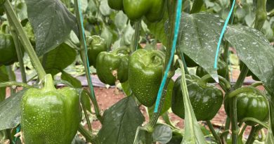 Kaliforniya biberinde ürün açığını Burdurlu üreticiler kapatacak