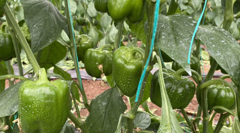 Kaliforniya biberinde ürün açığını Burdurlu üreticiler kapatacak