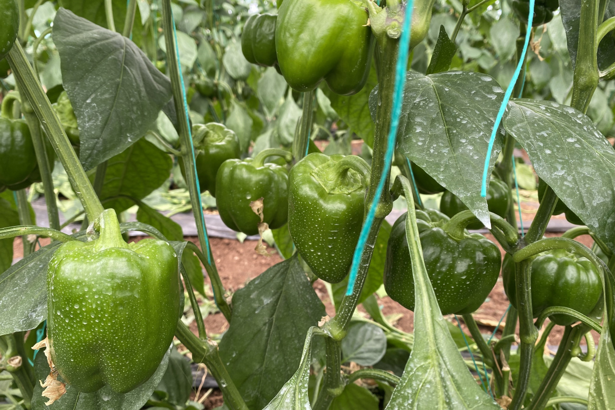 Kaliforniya biberinde ürün açığını Burdurlu üreticiler kapatacak