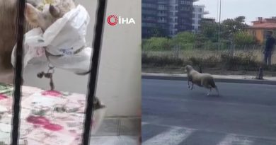 Kurban Bayramı'nda yine hayvanlar kaçtı, vatandaşlar zor anlar yaşadı