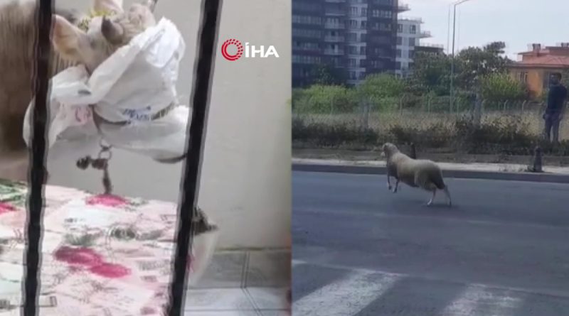Kurban Bayramı'nda yine hayvanlar kaçtı, vatandaşlar zor anlar yaşadı