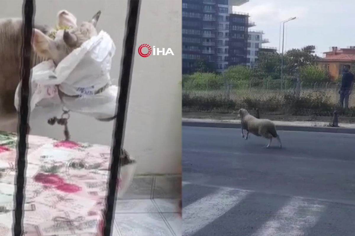 Kurban Bayramı'nda yine hayvanlar kaçtı, vatandaşlar zor anlar yaşadı