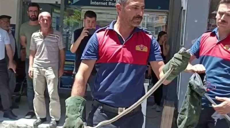 Park halindeki motosikletten yılan çıktı