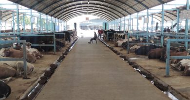 Pazarda kurbanlık var alıcı yok