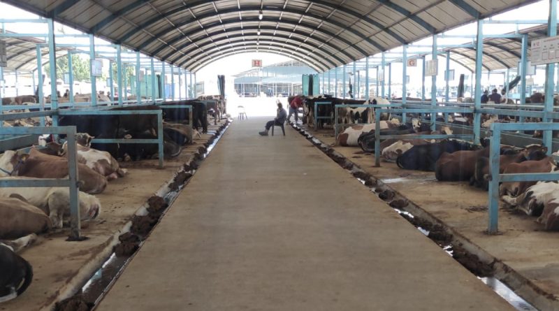 Pazarda kurbanlık var alıcı yok