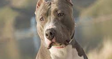 Pitbullun saldırısına uğrayan adam hastanelik oldu