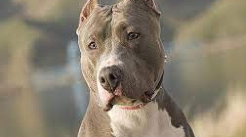 Pitbullun saldırısına uğrayan adam hastanelik oldu