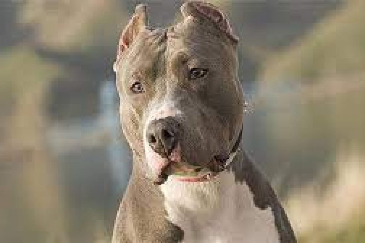 Pitbullun saldırısına uğrayan adam hastanelik oldu