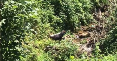 Rize’de kaçan boğa sahibini hastanelik etti