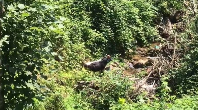 Rize’de kaçan boğa sahibini hastanelik etti