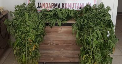 Sulama kanalında 87 kök kenevir ele geçirildi