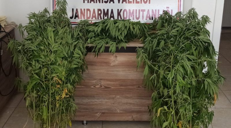 Sulama kanalında 87 kök kenevir ele geçirildi