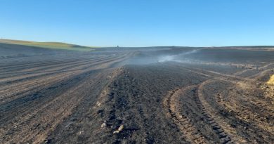 Tekirdağ’da bin dönüm buğday tarlası yandı