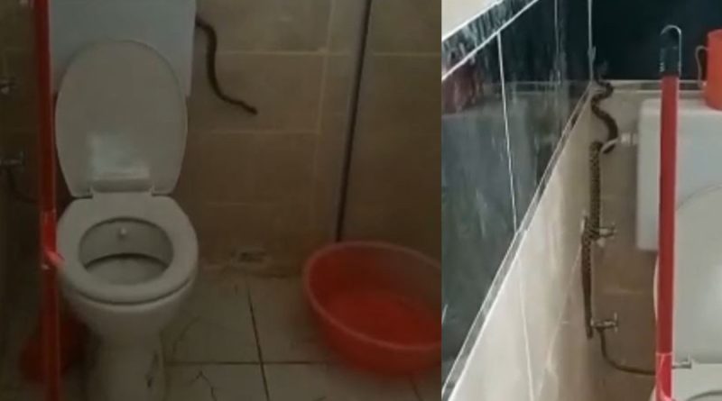 Yüzünü yıkamak istedi, banyosunda yılanla karşılaştı